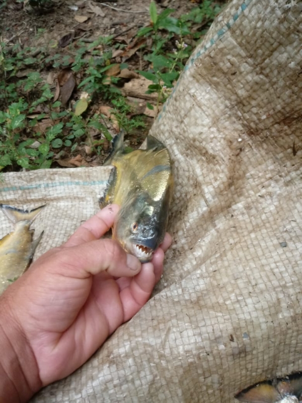 Noticia defesa-civil-apresenta-relatorio-sobre-as-palometas-no-rio-jacui